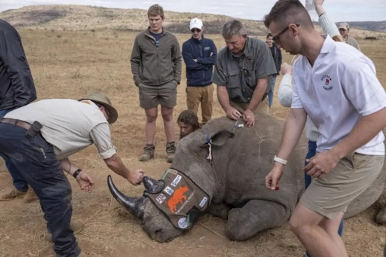 L'Afrique du Sud teste la radioactivité pour lutter contre le braconnage des rhinocéros