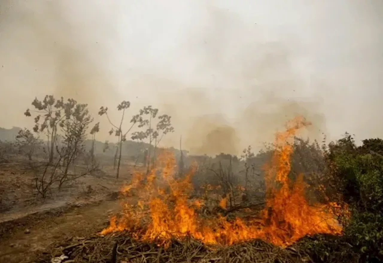 Pantanal é o bioma que mais secou em quase 40 anos, aponta MapBiomas