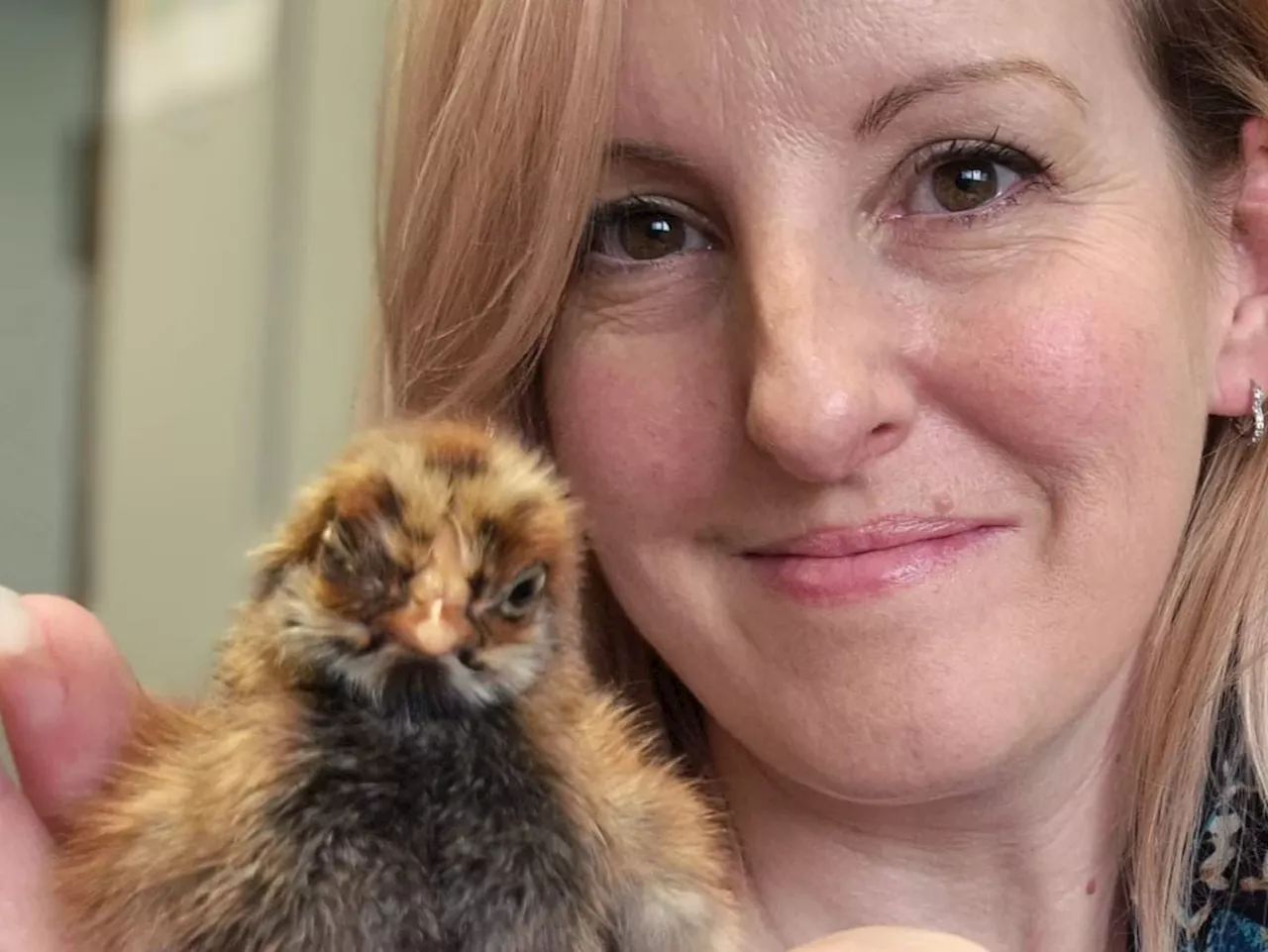 Baby chicks saved after finance manager hatches 'cracking' plan
