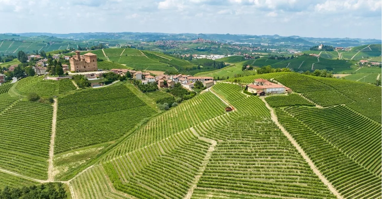 Il Barolo non teme il calo delle quotazioni dei rossi francesi