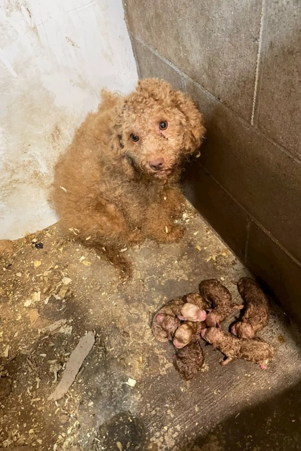 Puppy mills now illegal in Ontario, but advocates say little will change for dogs