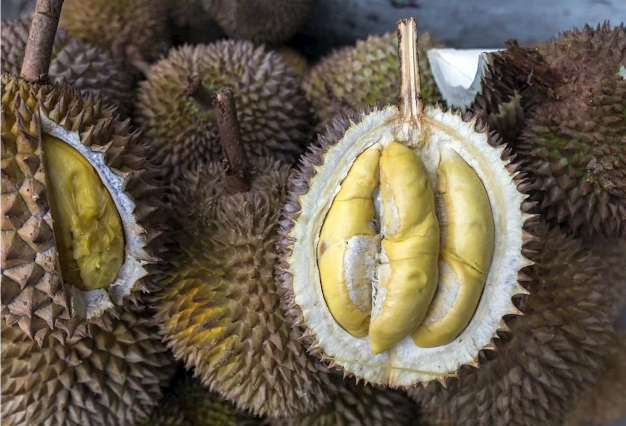 Indonesia eyes US$8bil from durian trade to Chinese market