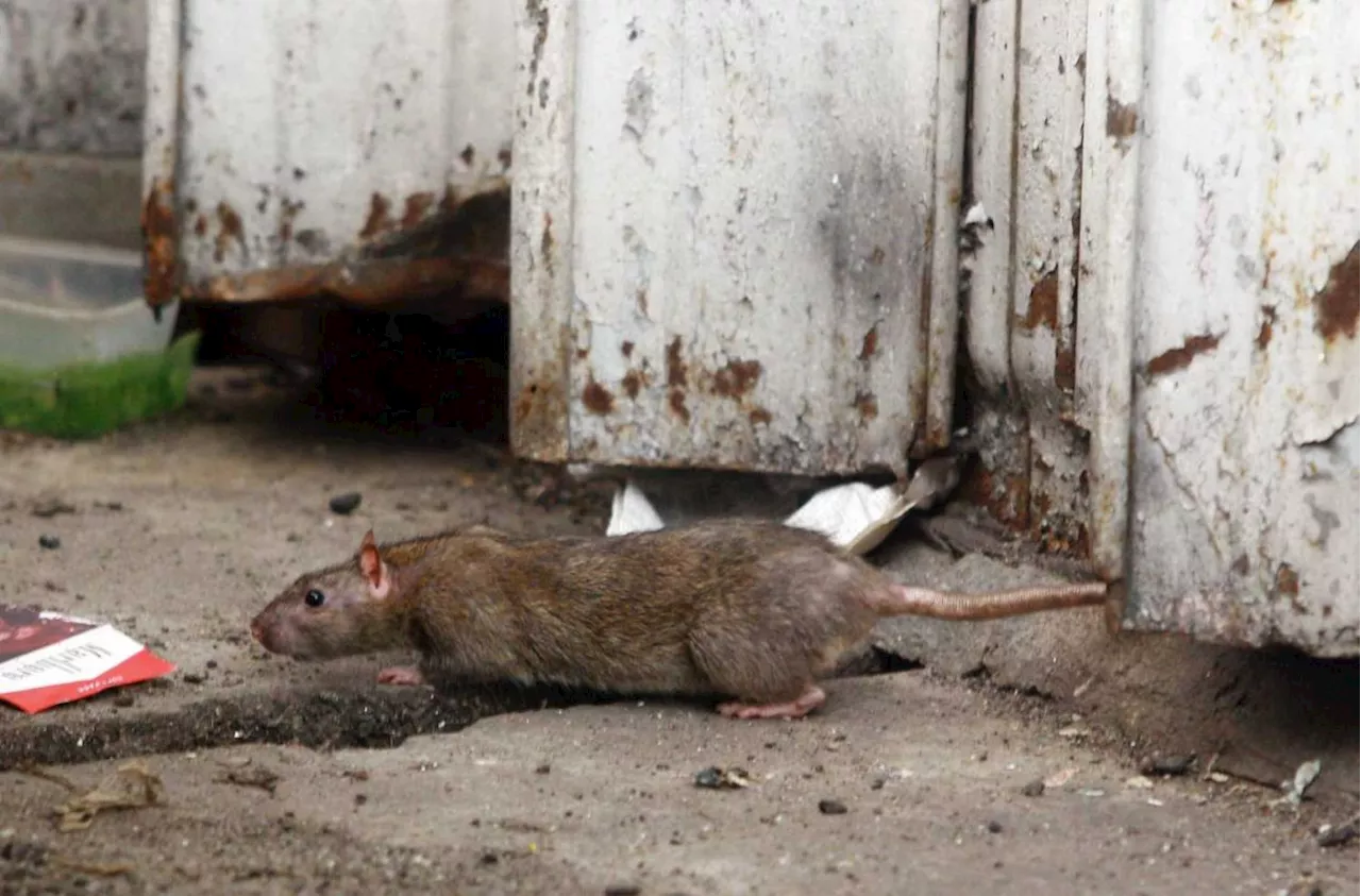 The unseen threat of rat infestation