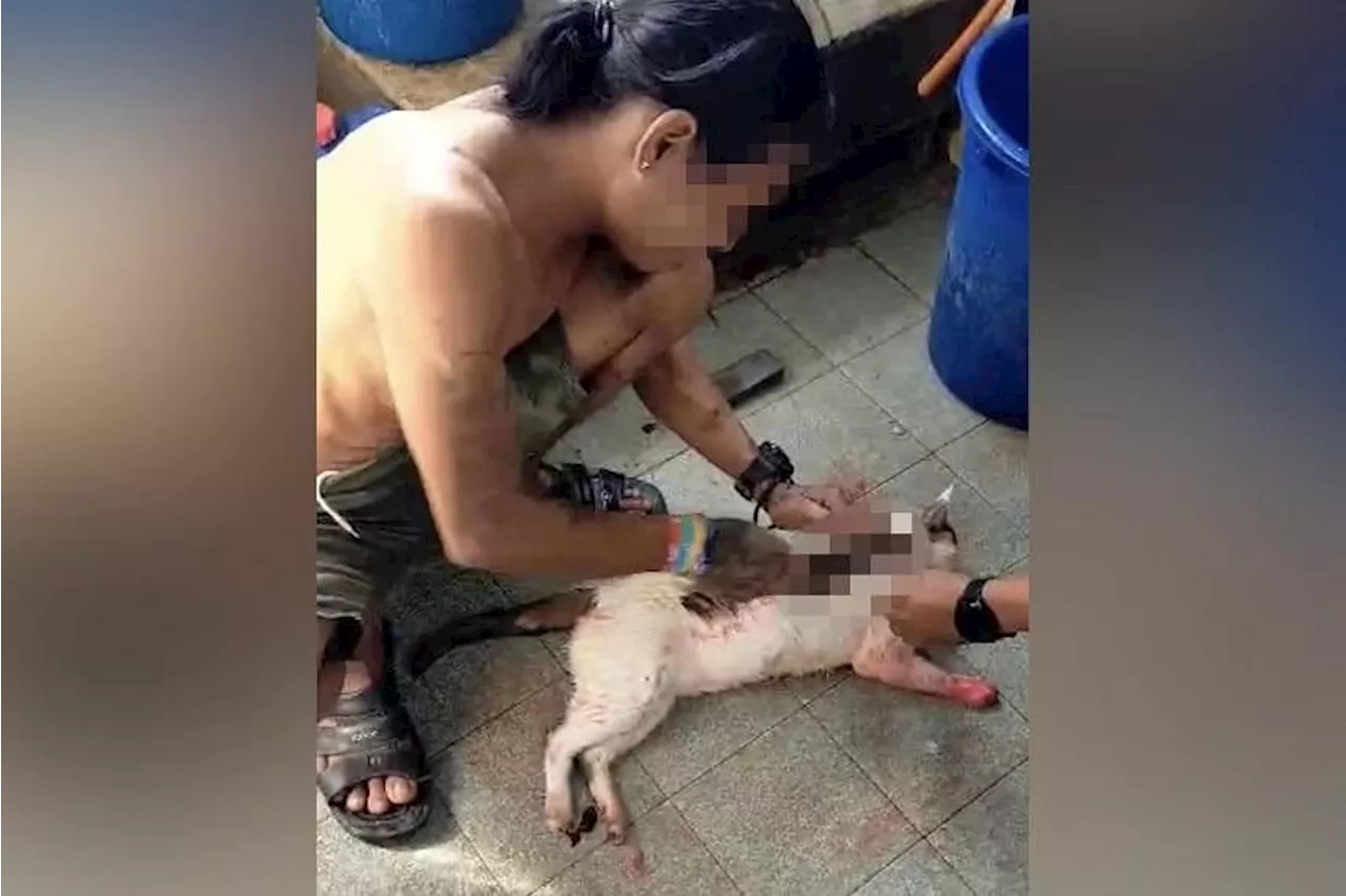 Reward offered for information on man who skinned cat in Malaysia