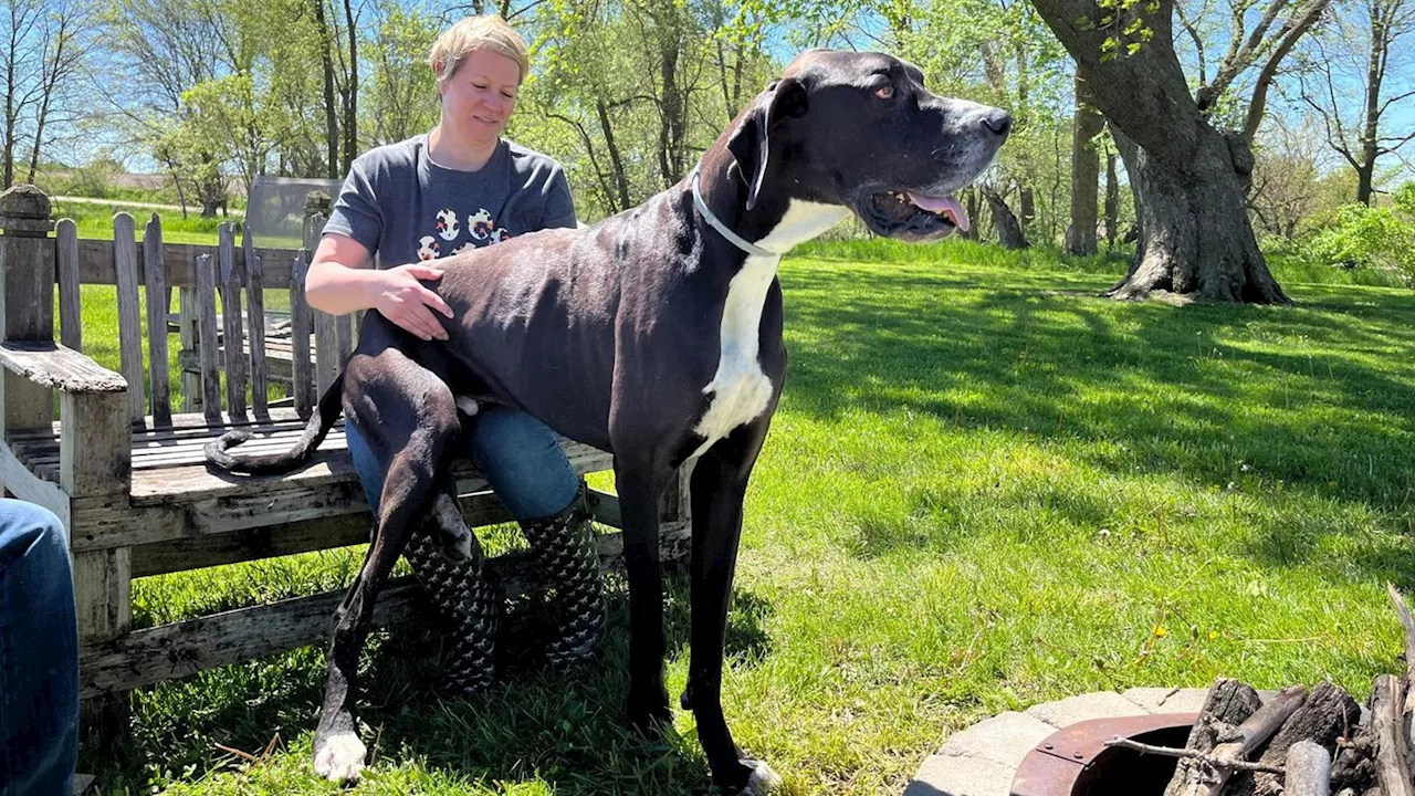 Guinnesbuch der Rekorde: Größter Hund der Welt ist tot