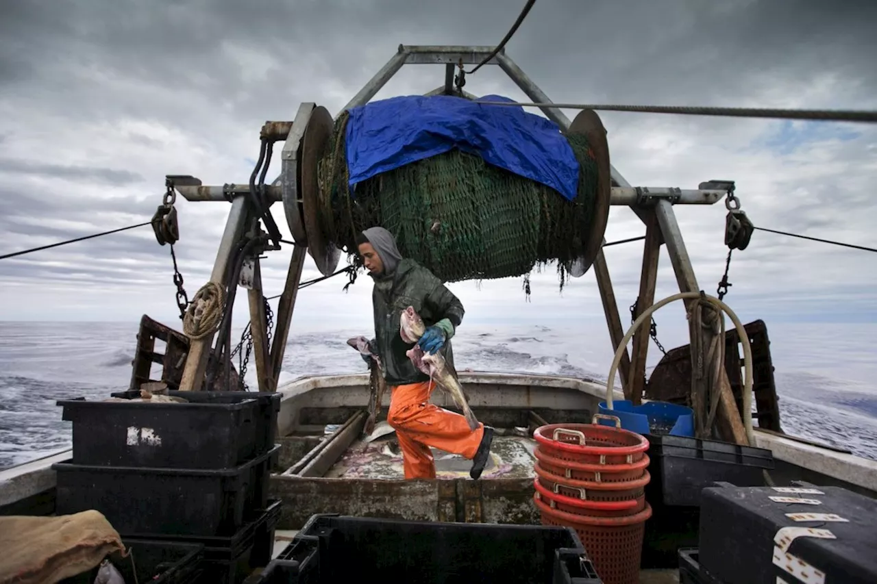 Federal government ends northern cod moratorium in Newfoundland after 32 years