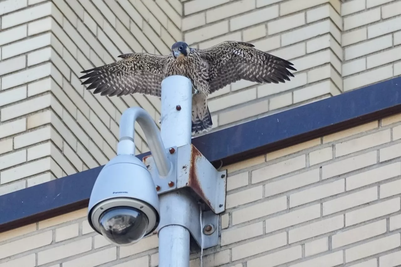Montreal peregrine falcon chicks take first flights into a world full of danger
