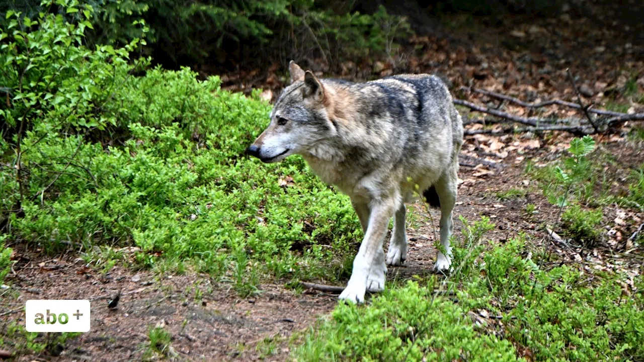 Neun ungeschützte Schafe auf der Alp Gamserrugg gerissen – Spuren weisen auf ein Wolfspaar hin