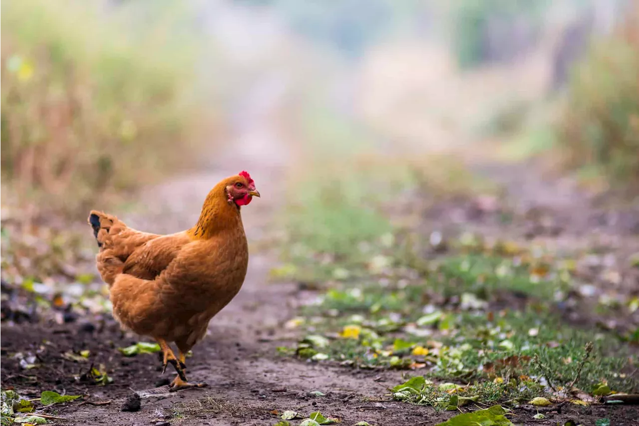 Playing chicken with irate neighbours in Pretoria