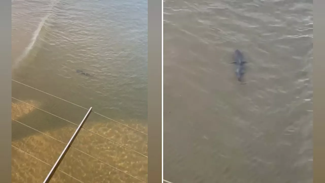 Jaw-dropping clip shows massive 11ft shark circling waters around packed Bournemouth beach...