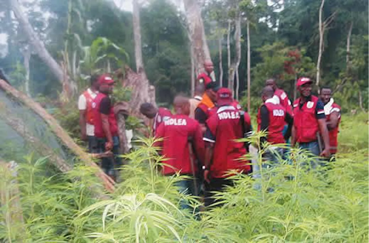 NDLEA arrests 150 drugs trafficking suspects in Nasarawa State