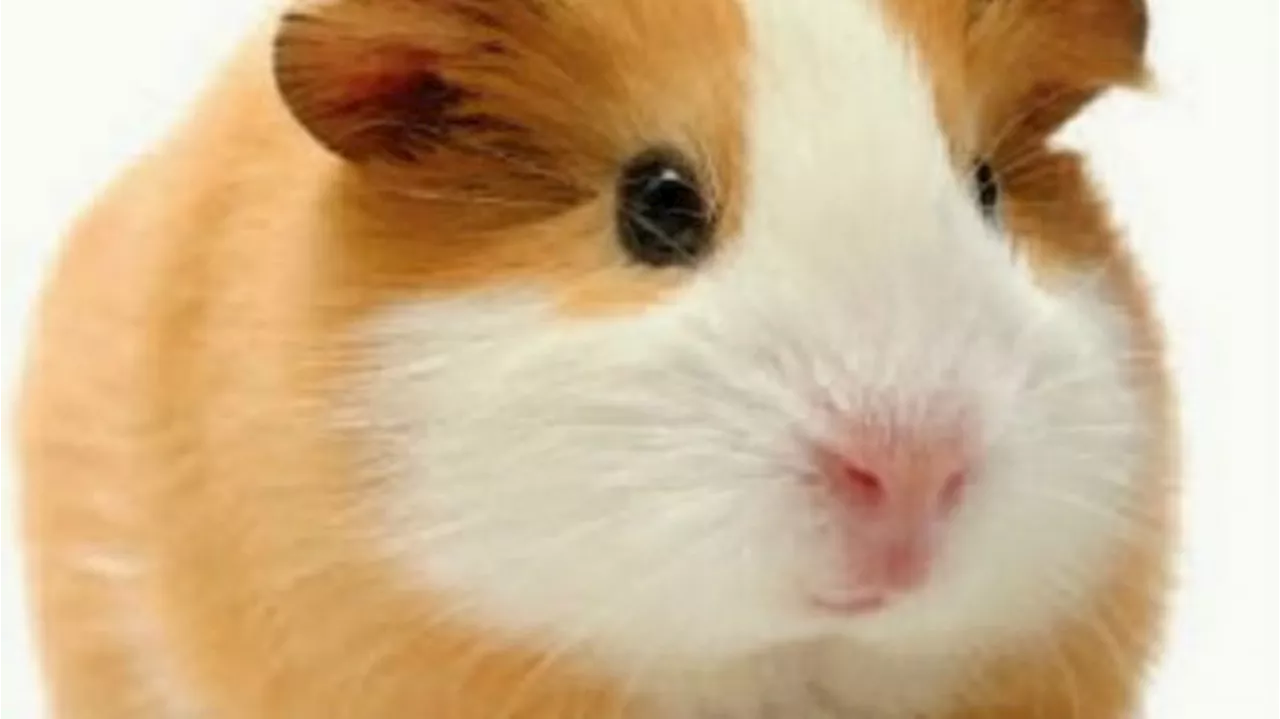 Berburu Token Hamster