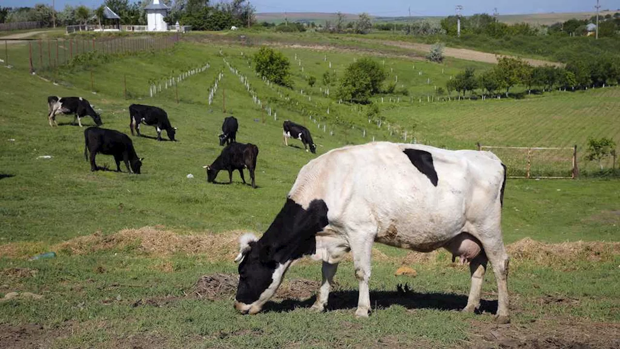 World’s first carbon tax on livestock will cost farmers in Denmark $100 per cow