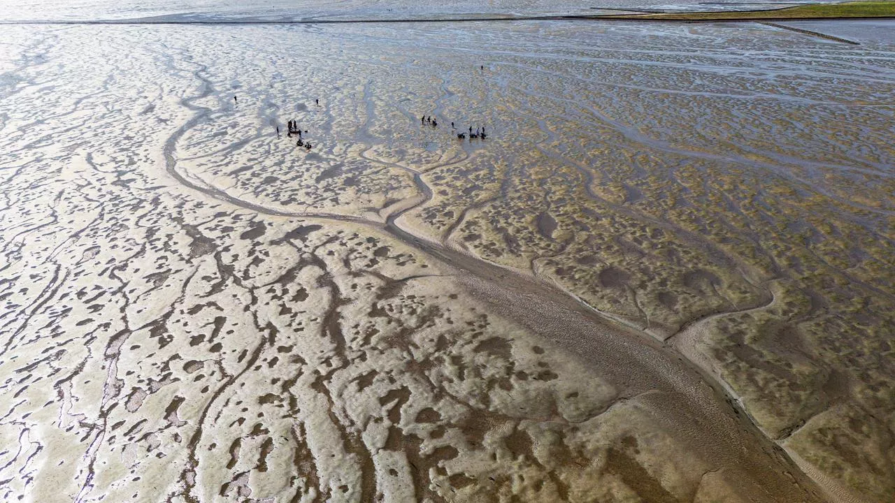 Wattenmeer: Das einzigartige Ökosystem ist bedroht