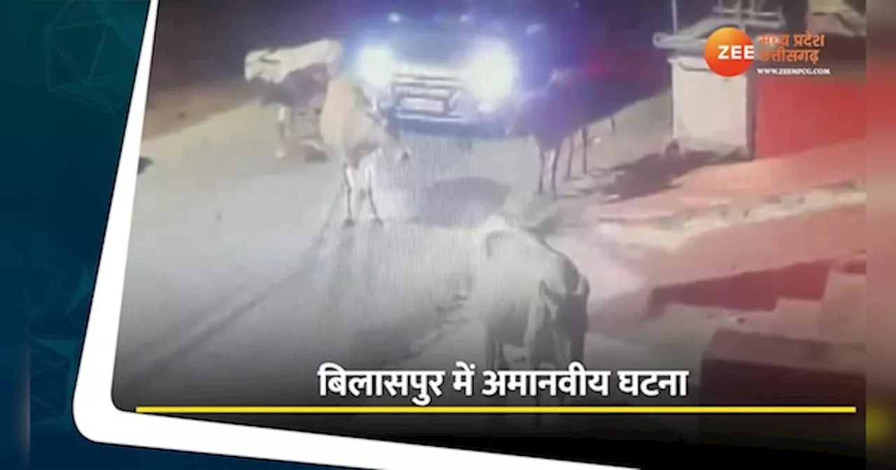 VIDEO: कार ड्राइवर की क्रूर हरकत, एक बार में नहीं मरी बछिया तो फिर चढ़ा दी कार