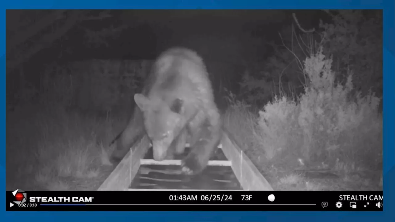 Bear witness to this wildlife cam video of a summer's night dip