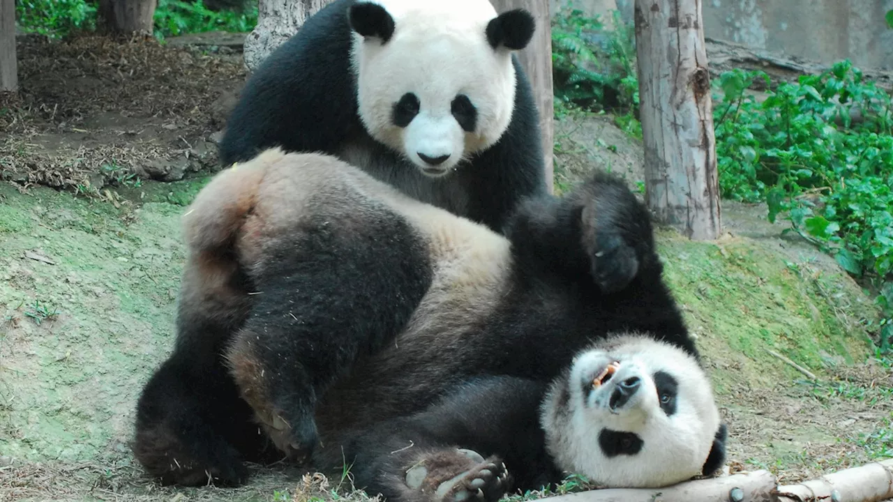 San Diego's newest giant pandas take off from China, marking 1st pair to enter US in 21 years