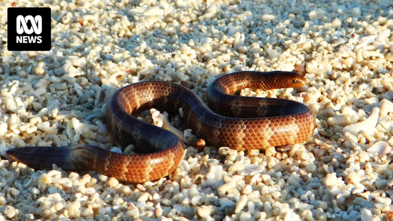 Woodside gas project triggers call to protect rare sea snake on WA's Scott Reef