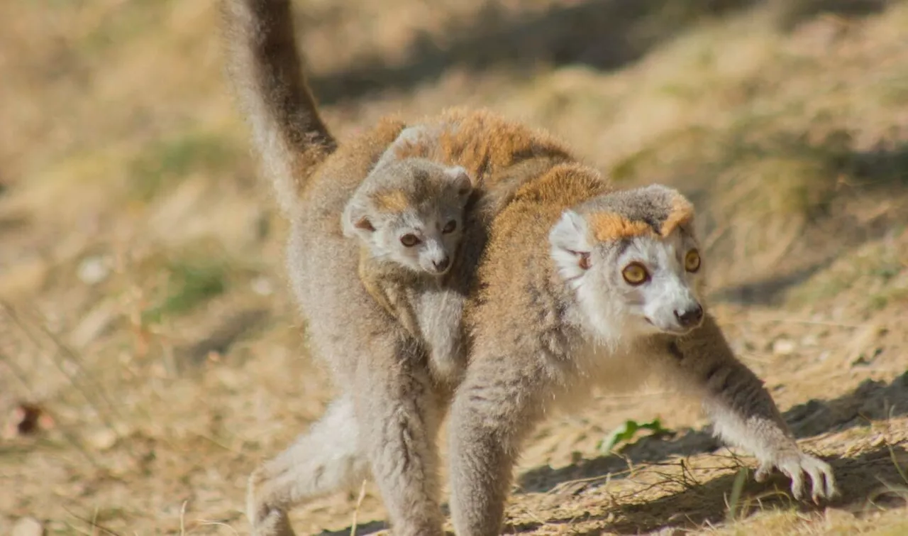 Puy-de-Dôme : ce petit animal en voie de disparition est né au Parc animalier