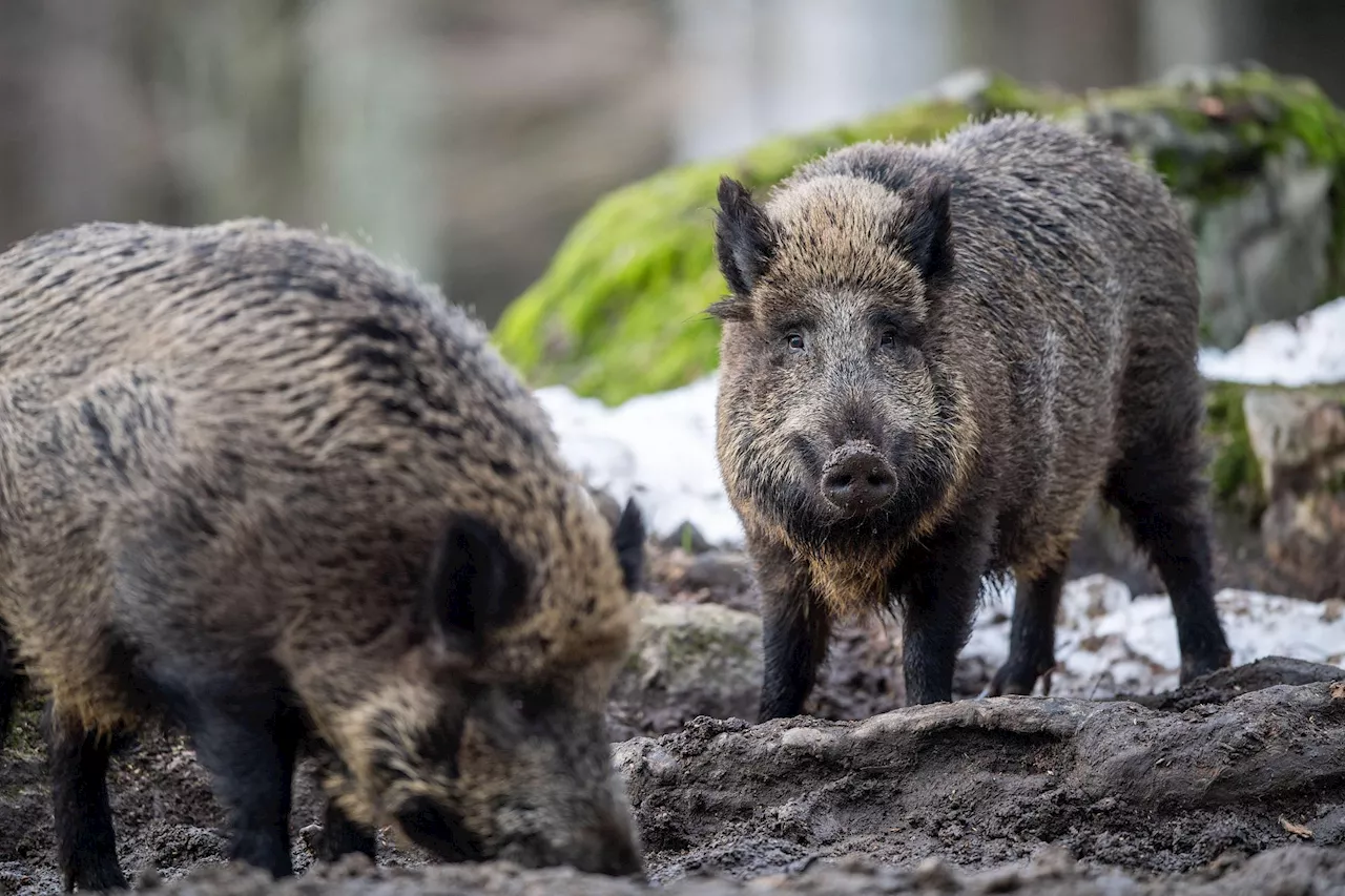 Calabria: è allarme fauna selvatica, nel 2023 boom danni per agricoltori, indennizzi a rilento