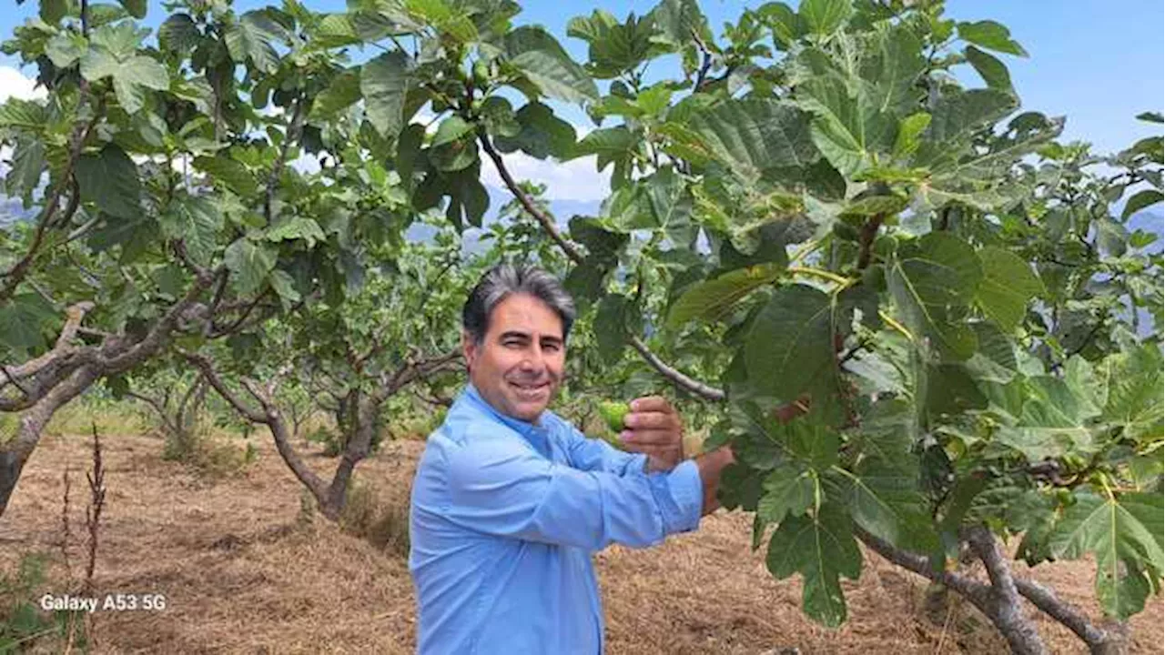 Consorzio fico bianco del Cilento, c'è l'ok del ministero