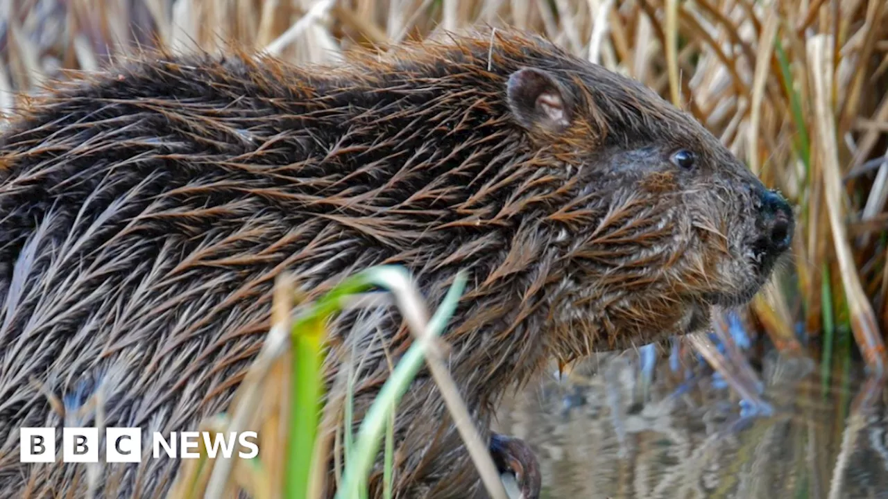 Beaver evidence found on River Stour near Gillingham