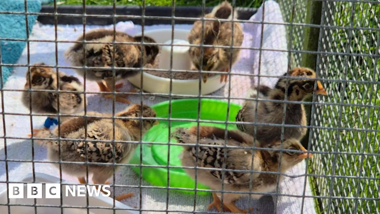 Woman saves baby chicks in Telford by using thermal cool bag