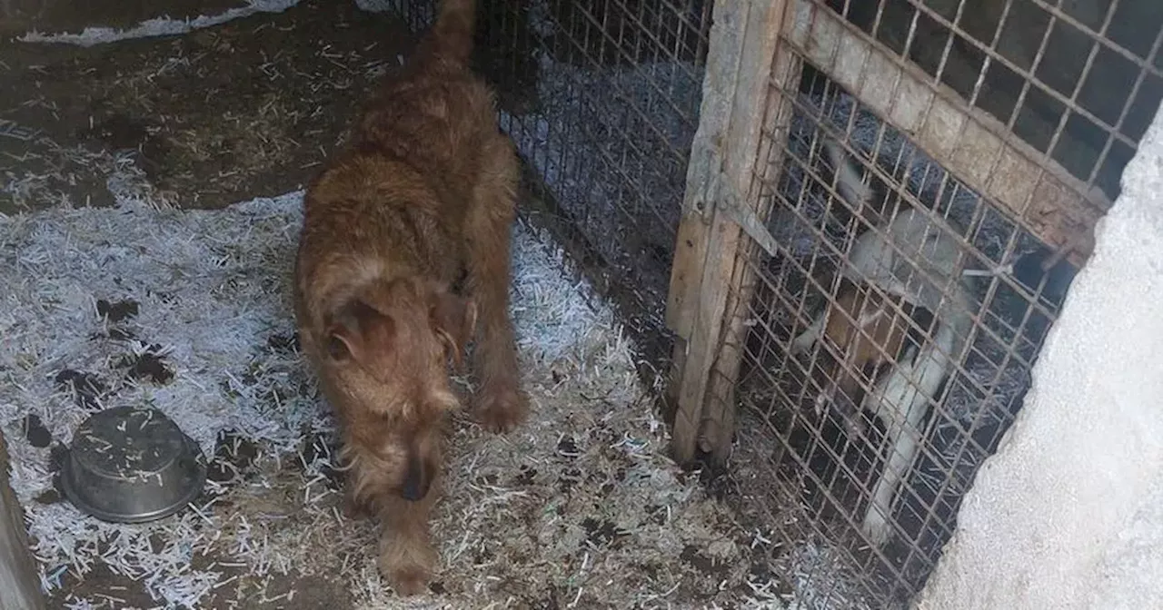 Vet barred from keeping dogs after Irish Terriers 'living in filth'