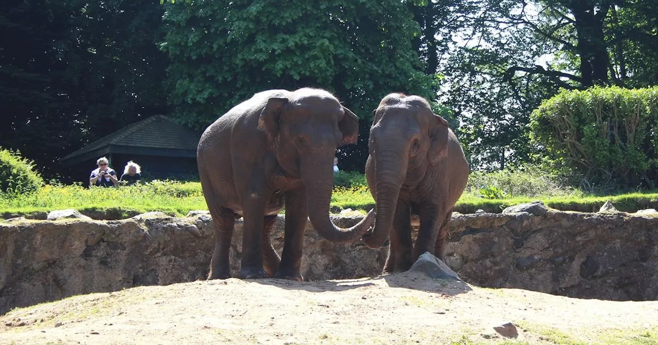 Watch as Belfast Zoo prepares to bid farewell to Asian elephants