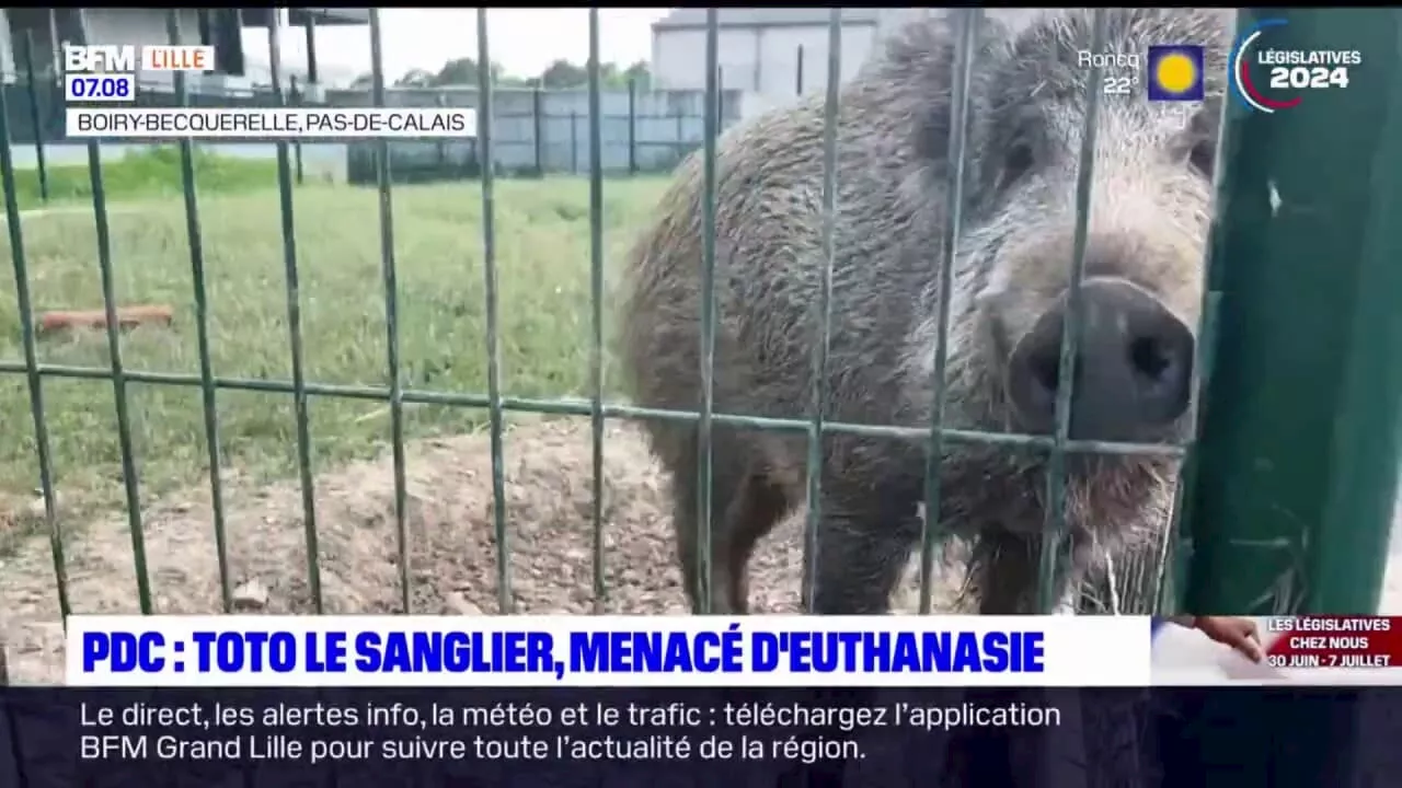 Pas-de-Calais: Toto le sanglier, menacé d'euhanasie