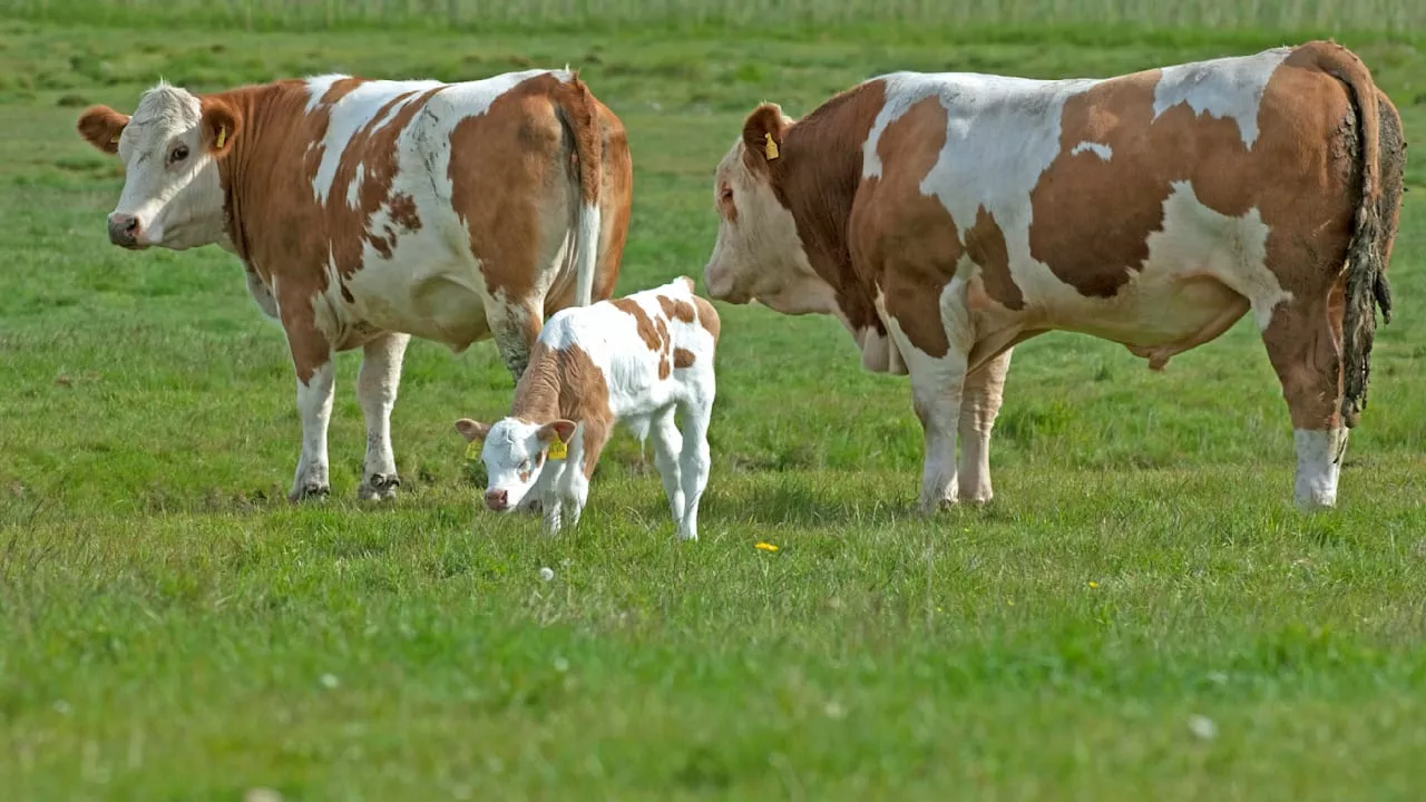 Für Kühe, Schweine und Schafe: Dänemark erhebt Pups-Steuer