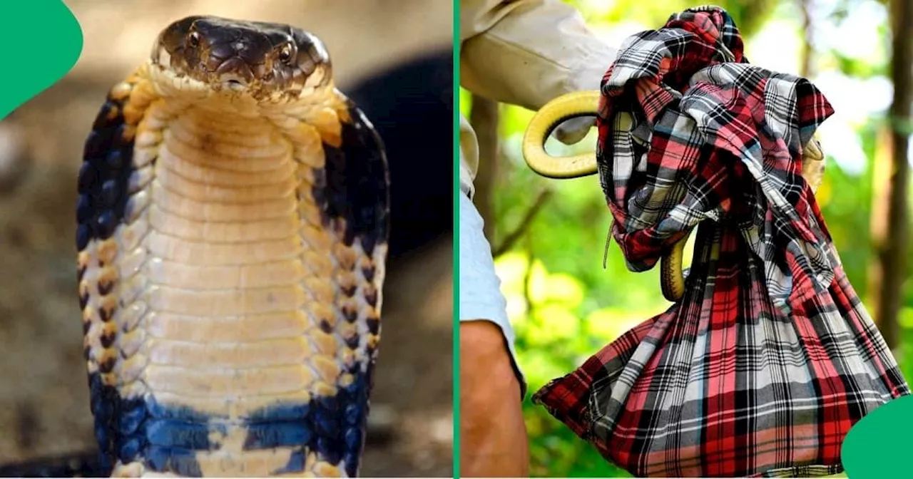 Man Expertly Fools Deadly Cobra, Catches It Using Unusual Means in Toilet, SA Floored: “Safer Ways”