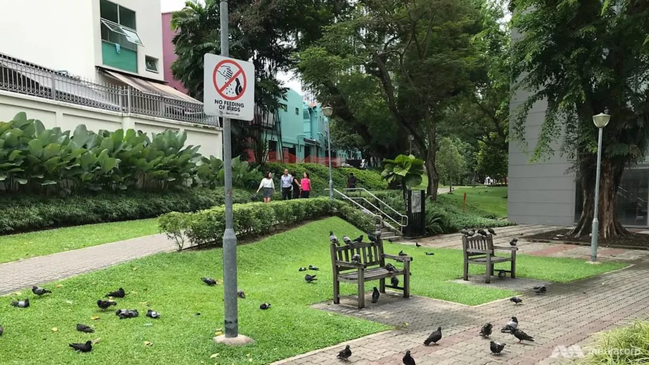 CNA Explains: Why is Singapore trying to cut down its pigeon population?