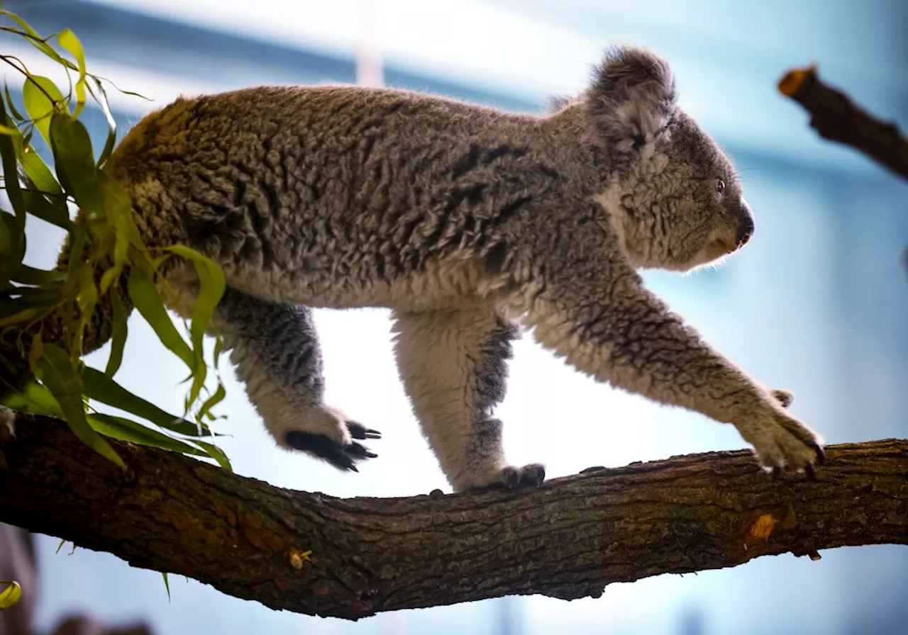 Vintage Chicago Tribune: Koala-crazy — When Lincoln Park Zoo welcomed the marsupials in 1988.