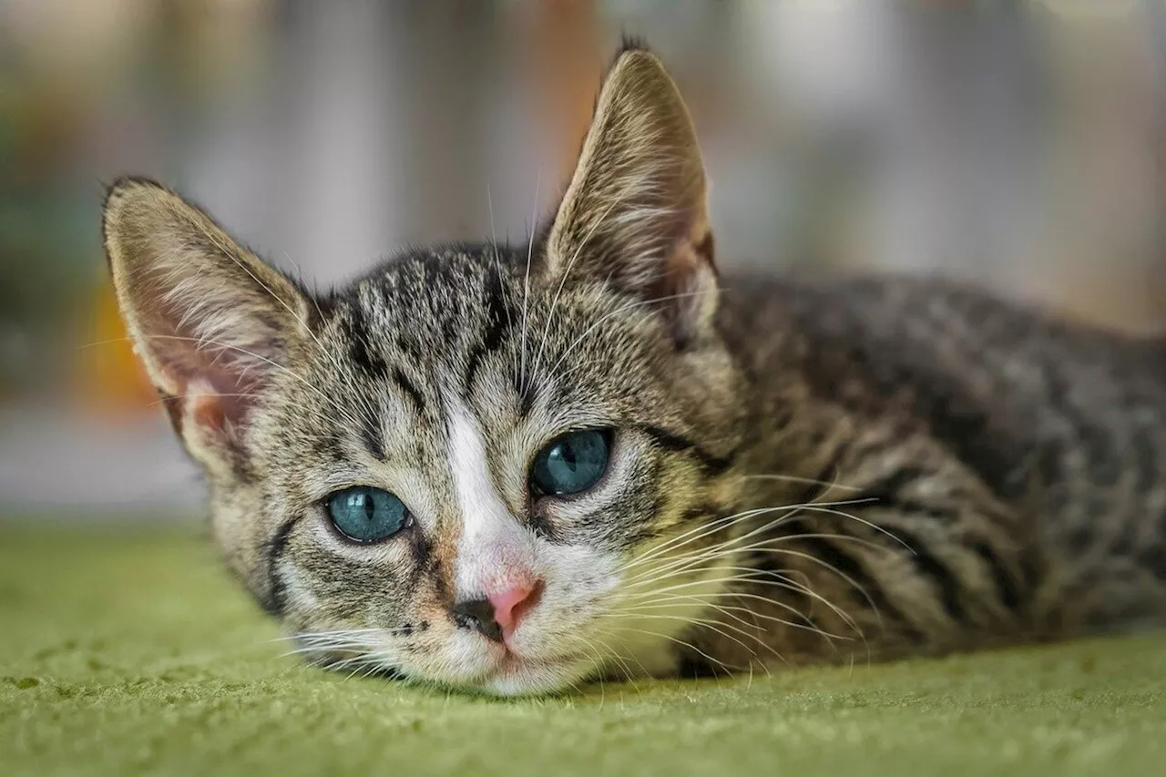 Bouches-du-Rhône : un chaton disparaît et son frère réapparaît grièvement blessé, la raison est inhumaine