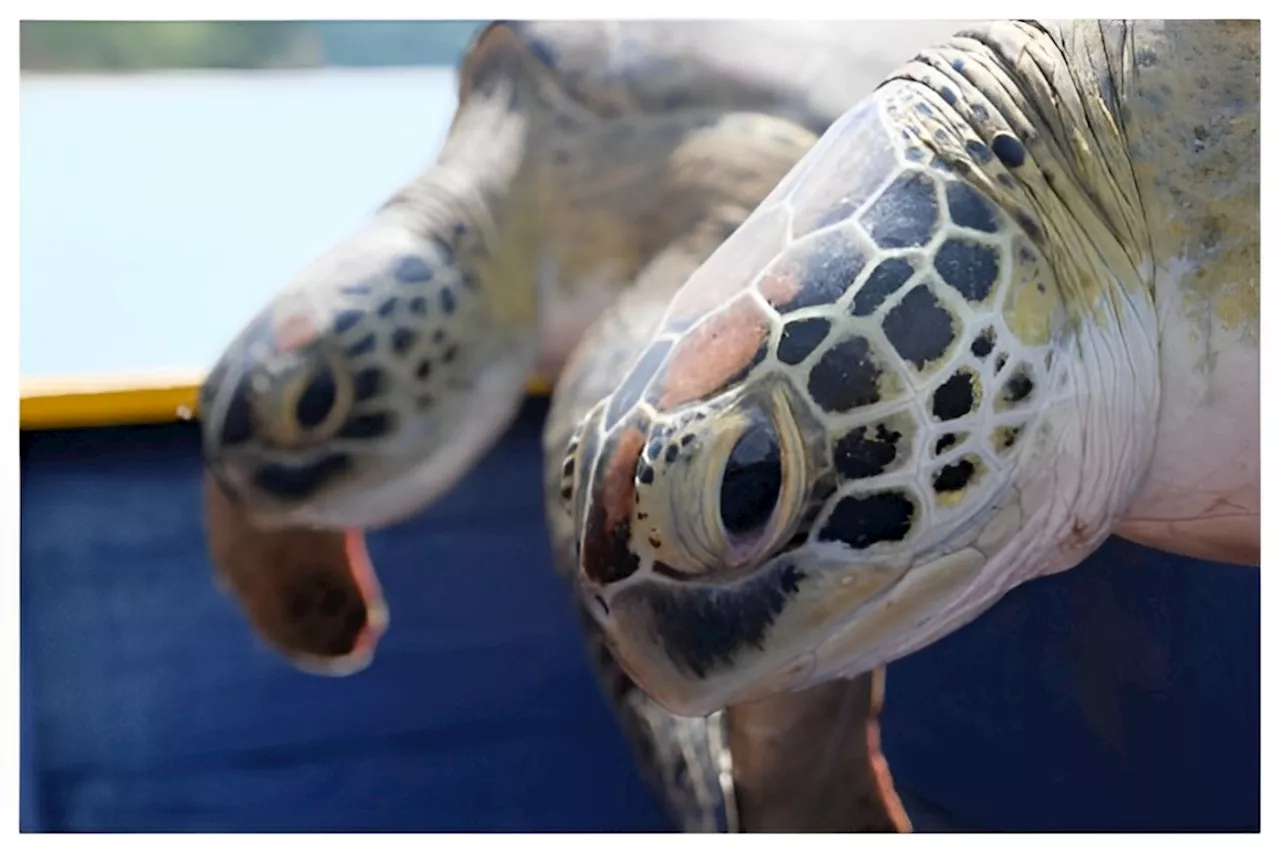 Poaching for eggs spells doom: Low sea turtle activity at Kudat’s Tun Mustapha Park