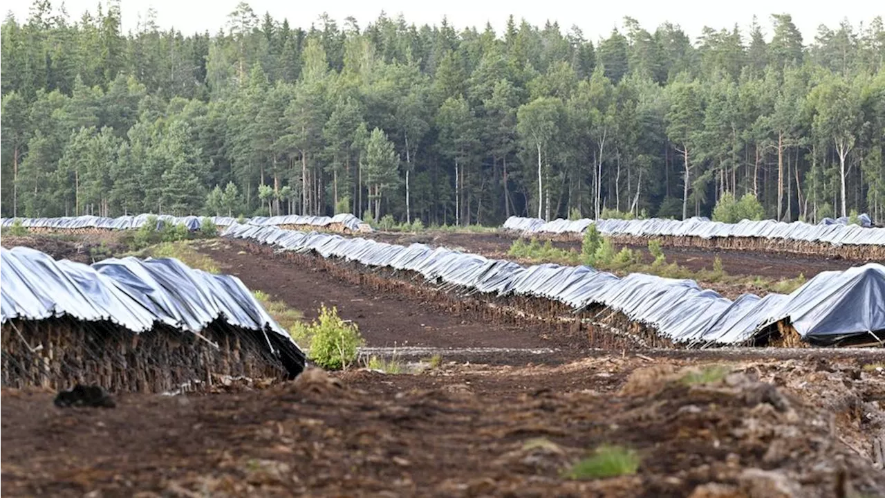 Våtmarker återställs – men lika många försvinner