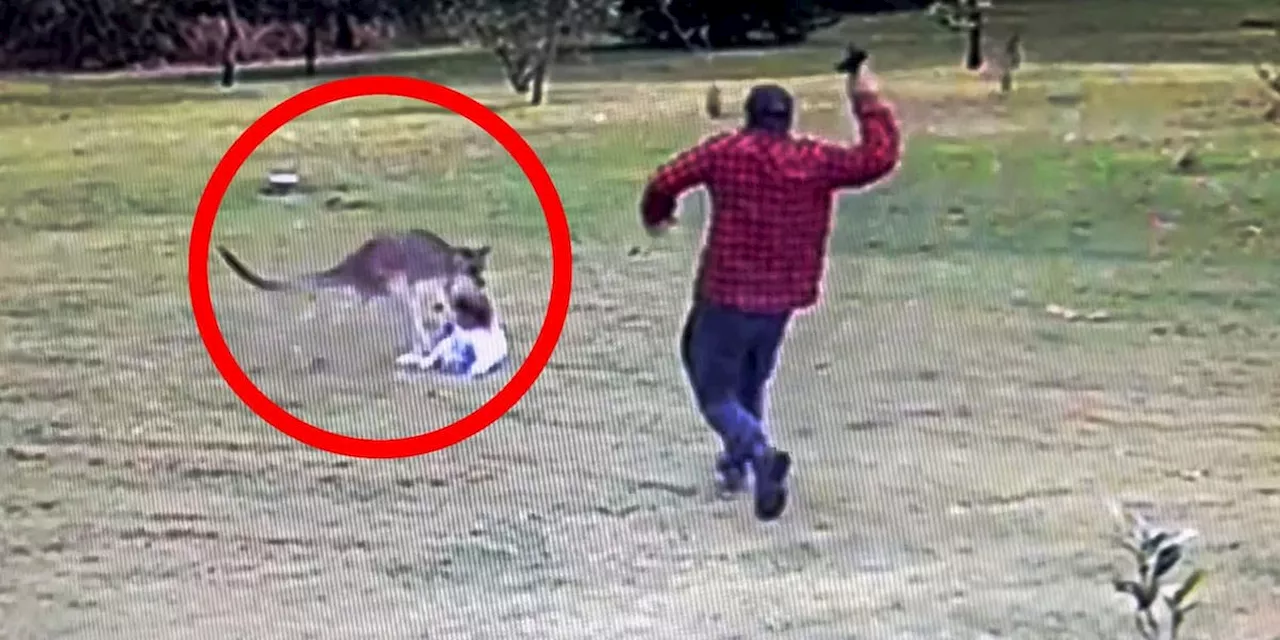 Als Känguru auf Mädchen losgeht, macht Vater kurzen Prozess