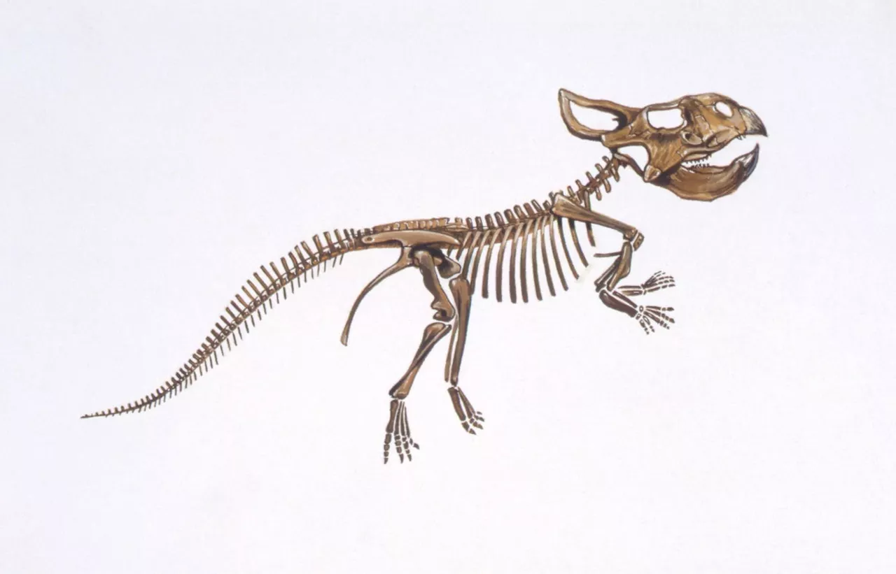 Dinosaur Fossils Unlikely Source Of Ancient Griffin Myths