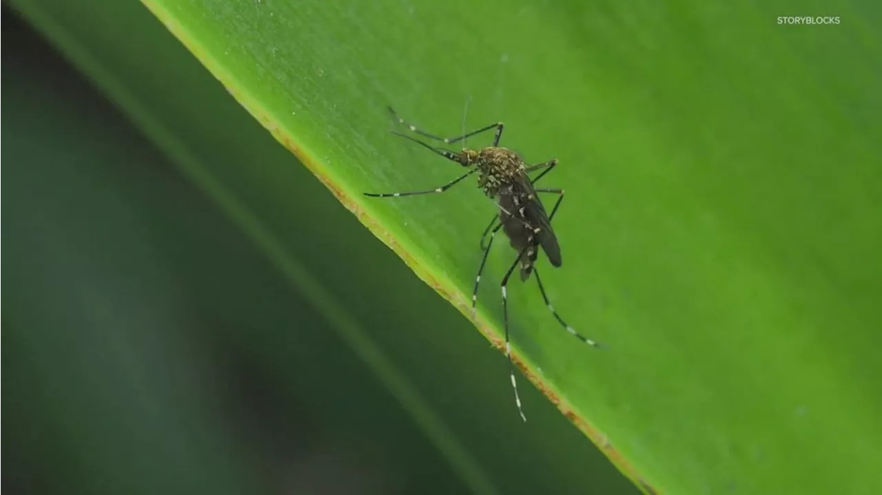 Another West Nile virus-carrying mosquito collected in Cumberland County