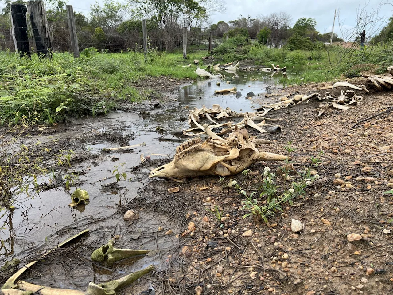 Infestação de lagartas destrói pastos e propriedades rurais viram 'cemitérios' de bois que morrem de fome em Roraima