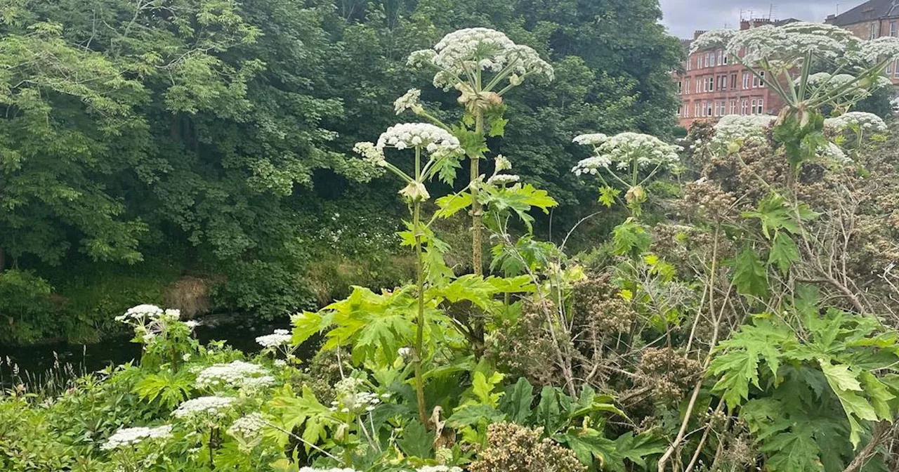 Glasgow giant hogweed warning as public urged to avoid toxic plant in summer months