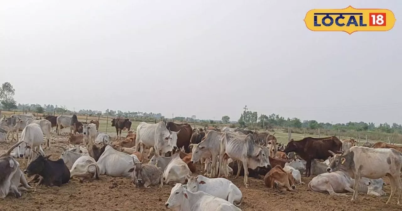 दूध का करना है व्यापार तो पशु की नस्ल का रखें ध्यान, बढ़िया उत्पादन से मिलेगी बम्पर कमाई