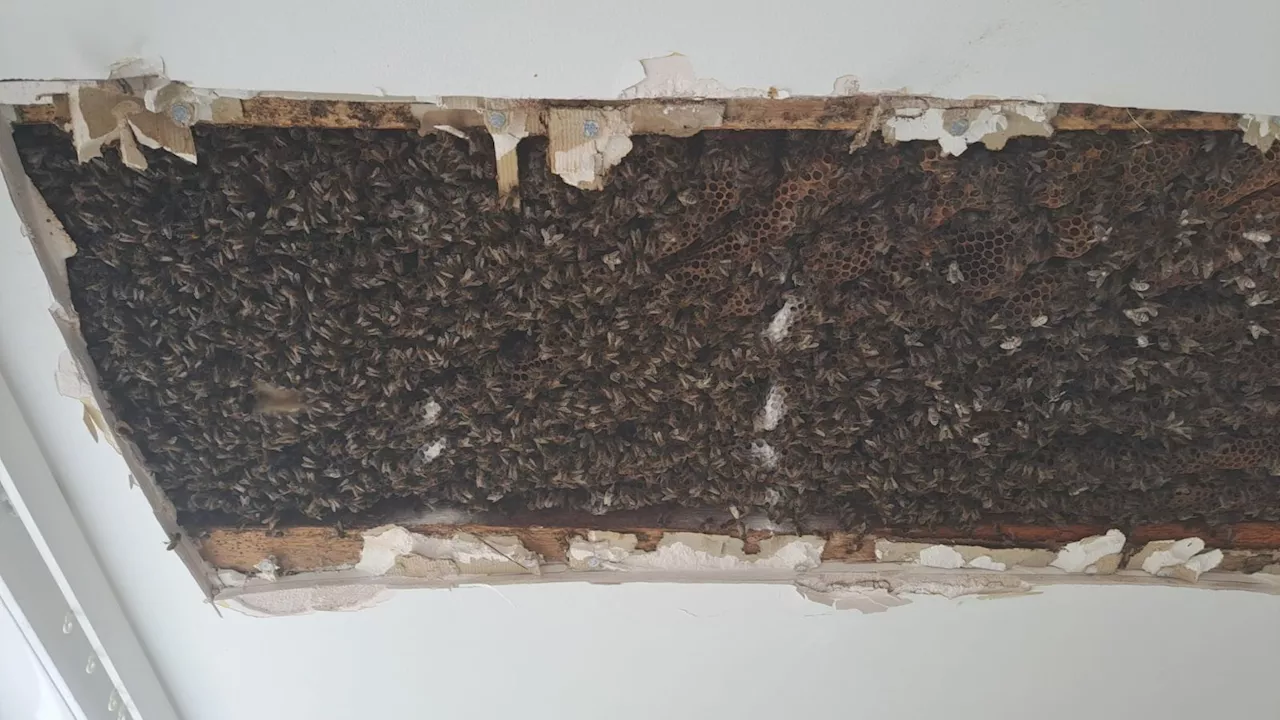 180,000 bees found in roof of Inverness home now making honey for keeper who saved them