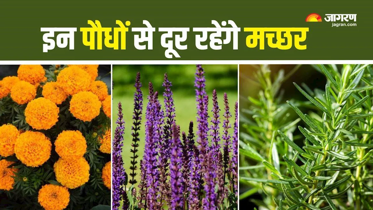 मच्छरों को आपके घर से कोसो दूर रखेंगे ये Mosquito Repellent Plants, आज ही बनाएं अपने बगीचे का हिस्सा