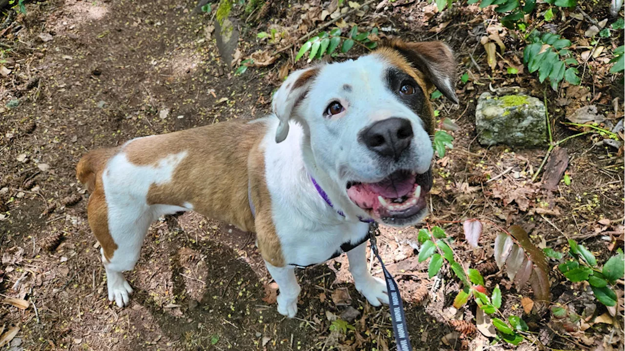 Pet of the Week: Meet Frankie, a 3-year-old playful and smart St. Bernard, lab mix