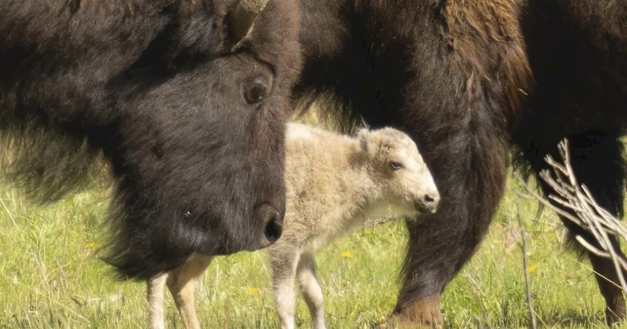 Tribes honor the birth of rare white buffalo and reveal its name: Wakan Gli