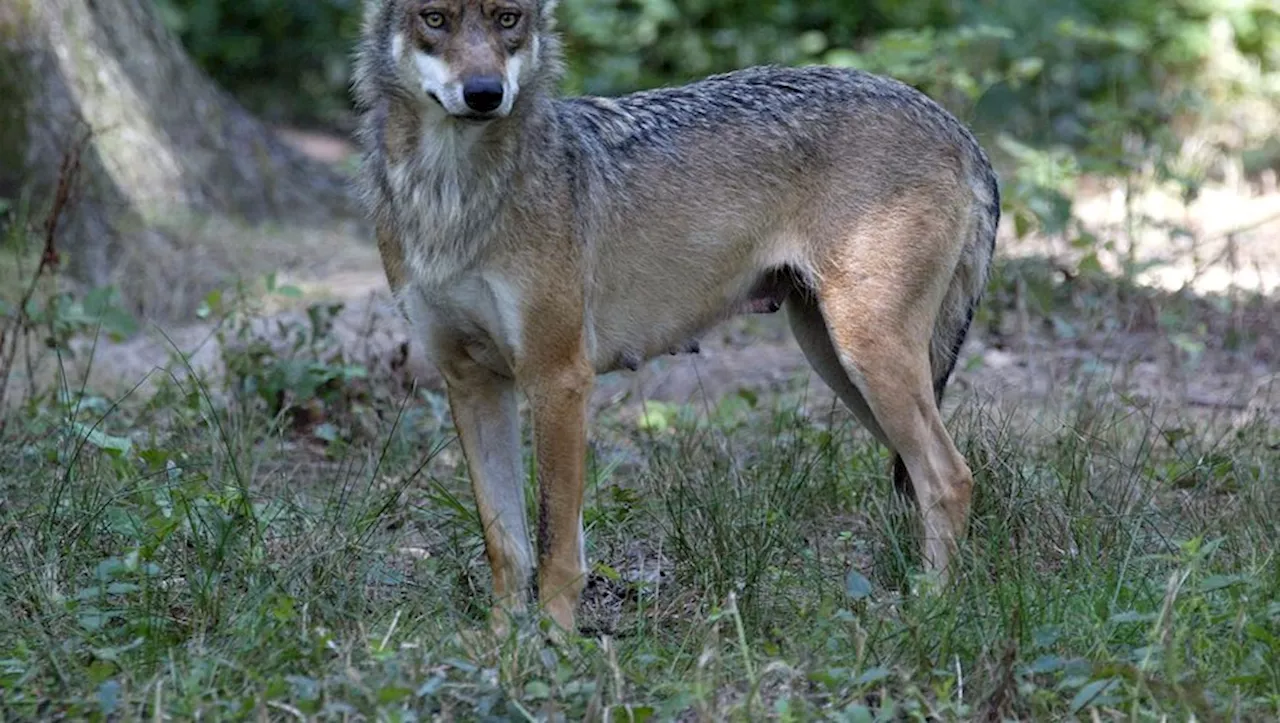 Joggeuse blessée par des loups : elle porte plainte contre le zoo de Thoiry pour des manquements