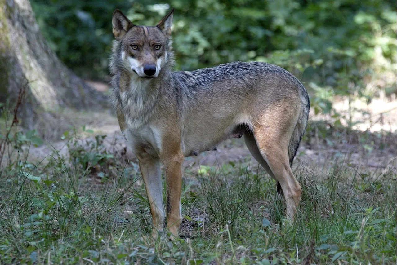 Thoiry: la joggeuse grièvement blessée par des loups porte plainte pour des manquements du zoo