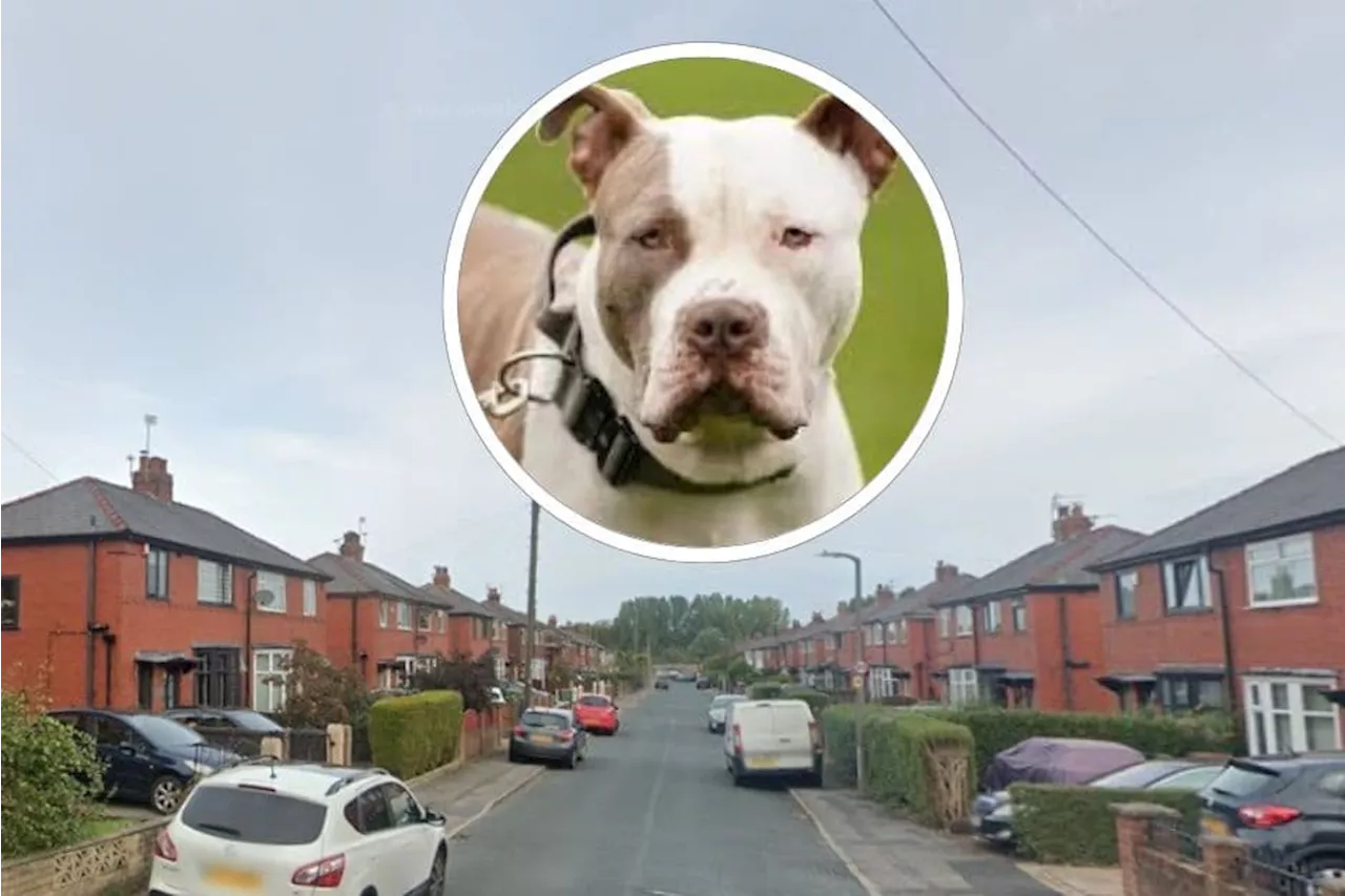 XL Bully remains seized by Lancashire Police after savage attack on woman in Preston